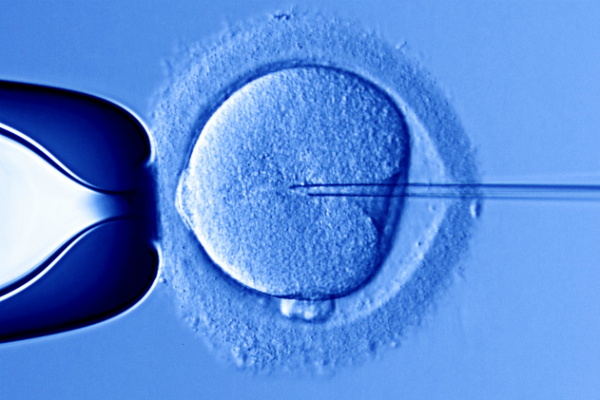 fecondazione in vitro