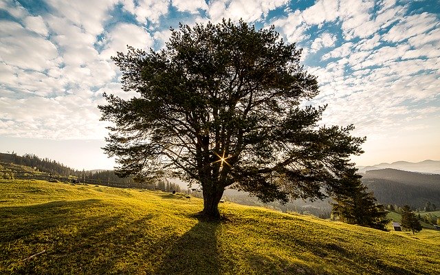 Albero