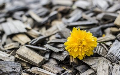 Distanti ma connessi. Di Chiara D’Andrea, Psicologa, Psicoterapeuta Siab
