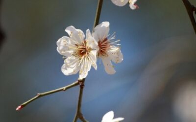 Considerazioni di Primavera, e…..#NOICISIAMO. Di Diana M. Scubla, Psicologa, Psicoterapeuta SIAB