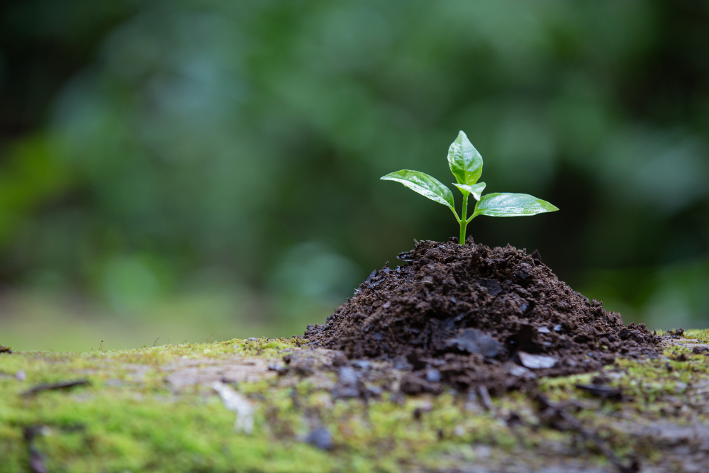 IL CNOP RICONOSCE GLI ESERCIZI DI BIOENERGETICA COME AUTOFORMAZIONE PER GLI PSICOLOGI. Di Barbara D’Amelio, Psicologa, Psicoterapeuta e Didatta Siab